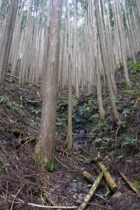 Regrowth forest on the Kumano Kodo.